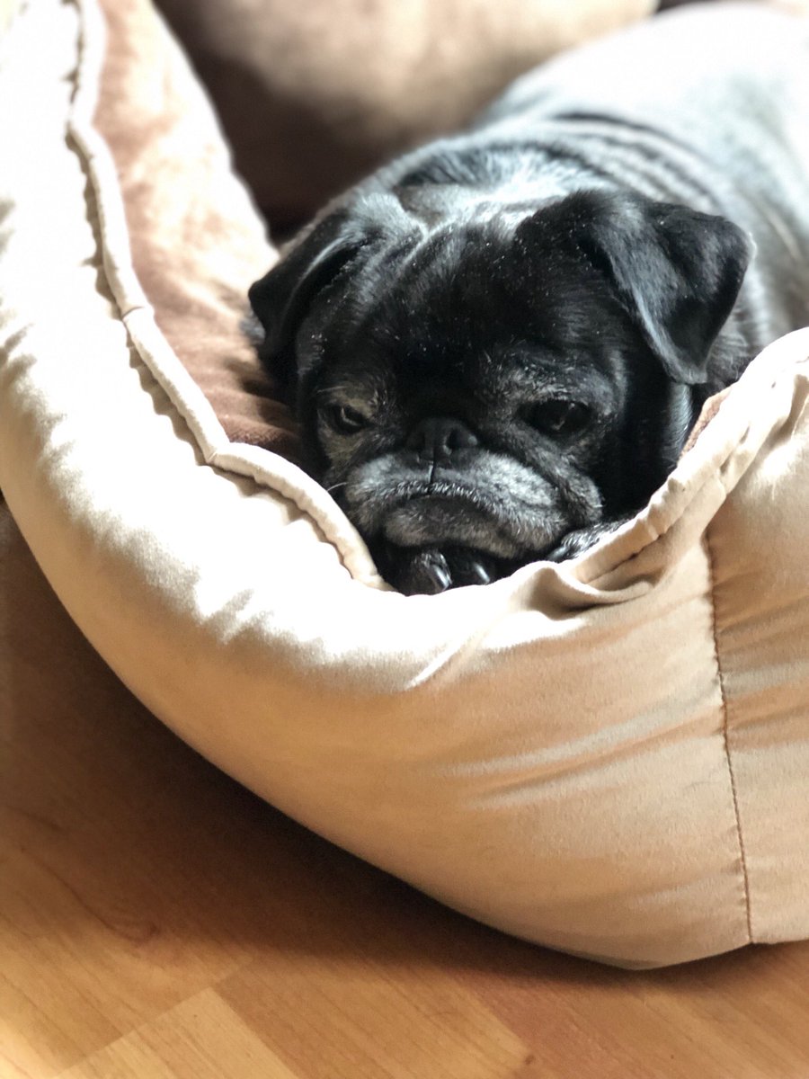 BellaPug21's tweet photo. @HamiltonPug A4: It must be treats for me. I’ll wait #pugchat https://t.co/9cfGMDGVps