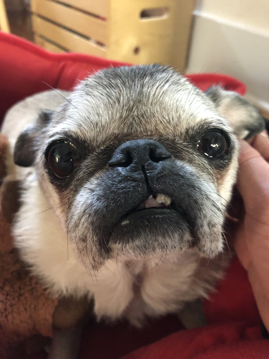 What a great #PugChat! So nice chatting with all my friends! Thanks <a href="/HamiltonPug/">Hamilton Pug</a> for being the best host! 👋