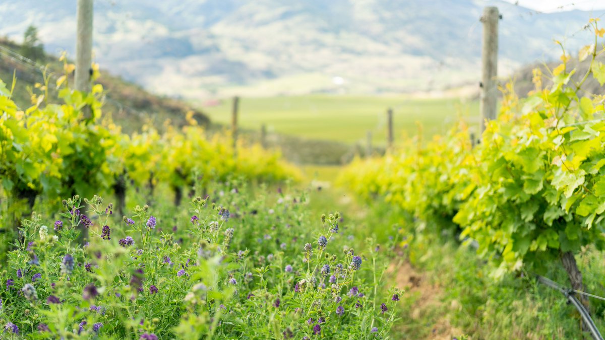 Widely found throughout our estate vineyards are cover crops of clover, a nitrogen-fixing plant that works to return the nitrogen from the air back to soils, a vital process that increases farmland fertility. Clover cropping is a perfect example of sustainable farming practices.