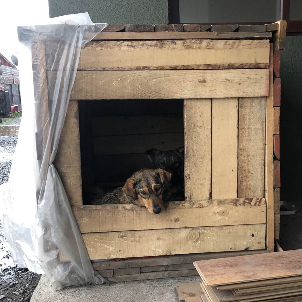 jenovevadraws's tweet photo. #Malva y #Miel en su casita. Sigo buscando un hogar para ellas, corren peligro de ser envenenadas 🆘🆘🆘 #TenenciaResponsable #AdoptaNoCompres #NoNosAbandonen #PuenteLasLilas #Chillán #Ñuble #Chile https://t.co/CoK4G42i3C