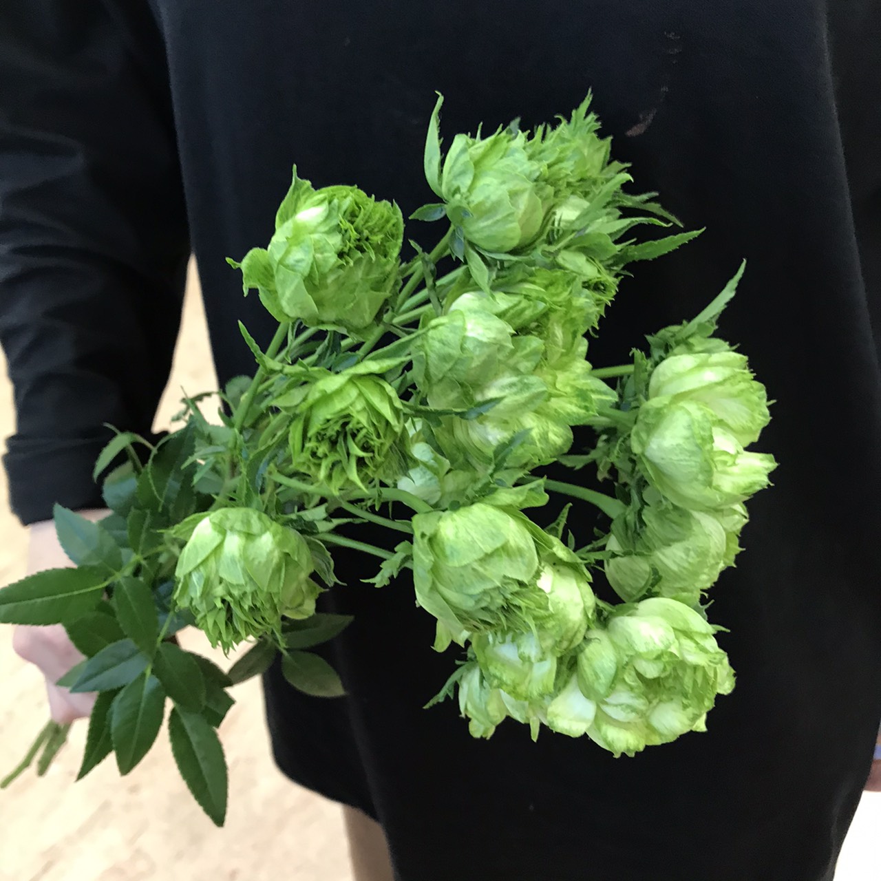 花まつ キャンペーン3 13まで おはようございます 花まつ太郎丸店です スプレーバラ グリーン 小さなレタスみたいなかわいいバラです 花言葉は 穏やか あなたは希望を持ちえる 緑には 自然 調和 バランス などのイメージがあります