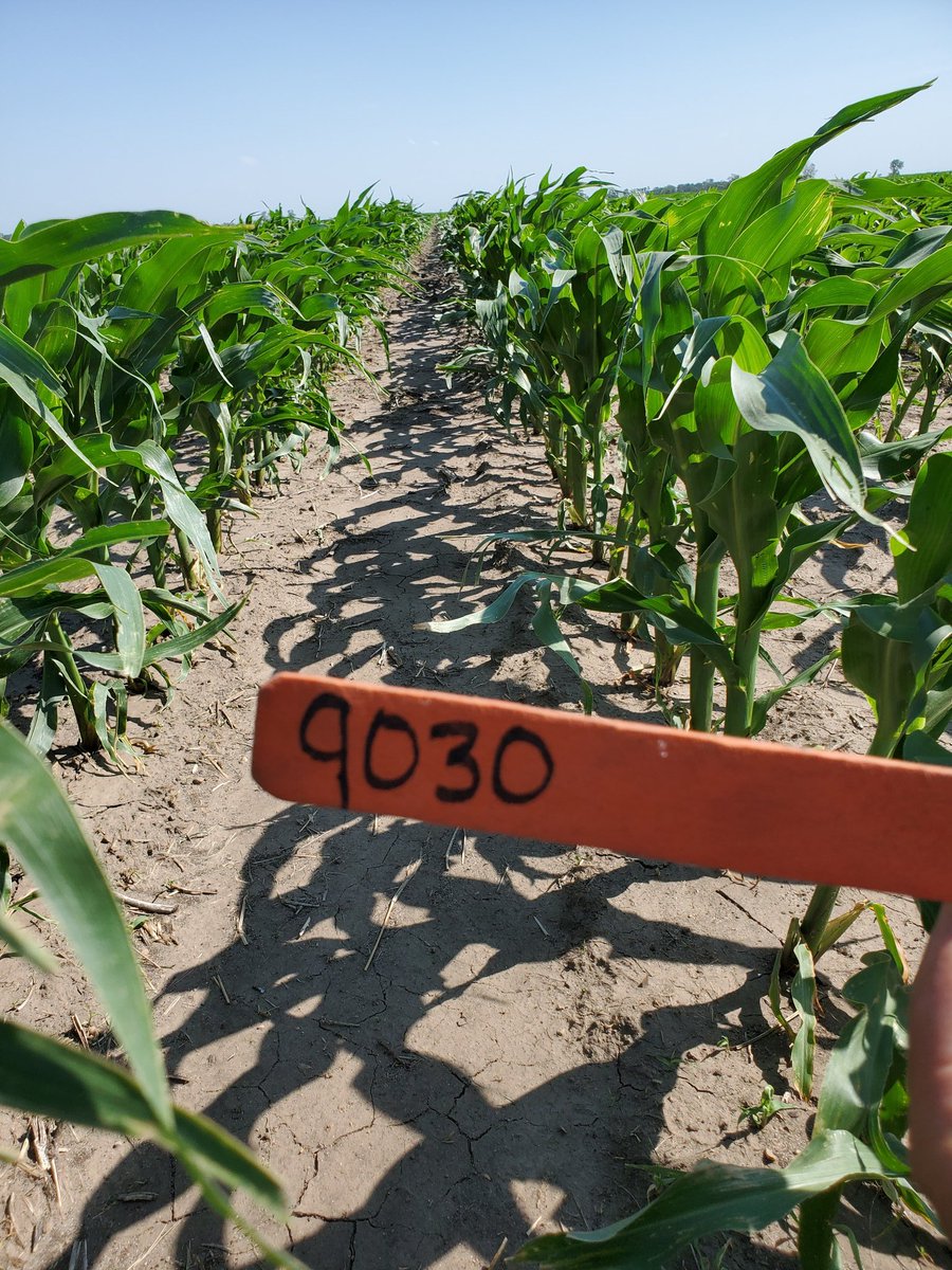 Lindsey Berg tweet media