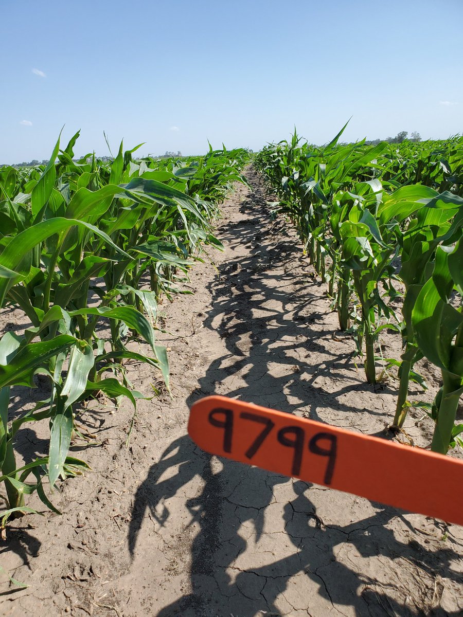 Lindsey Berg tweet media