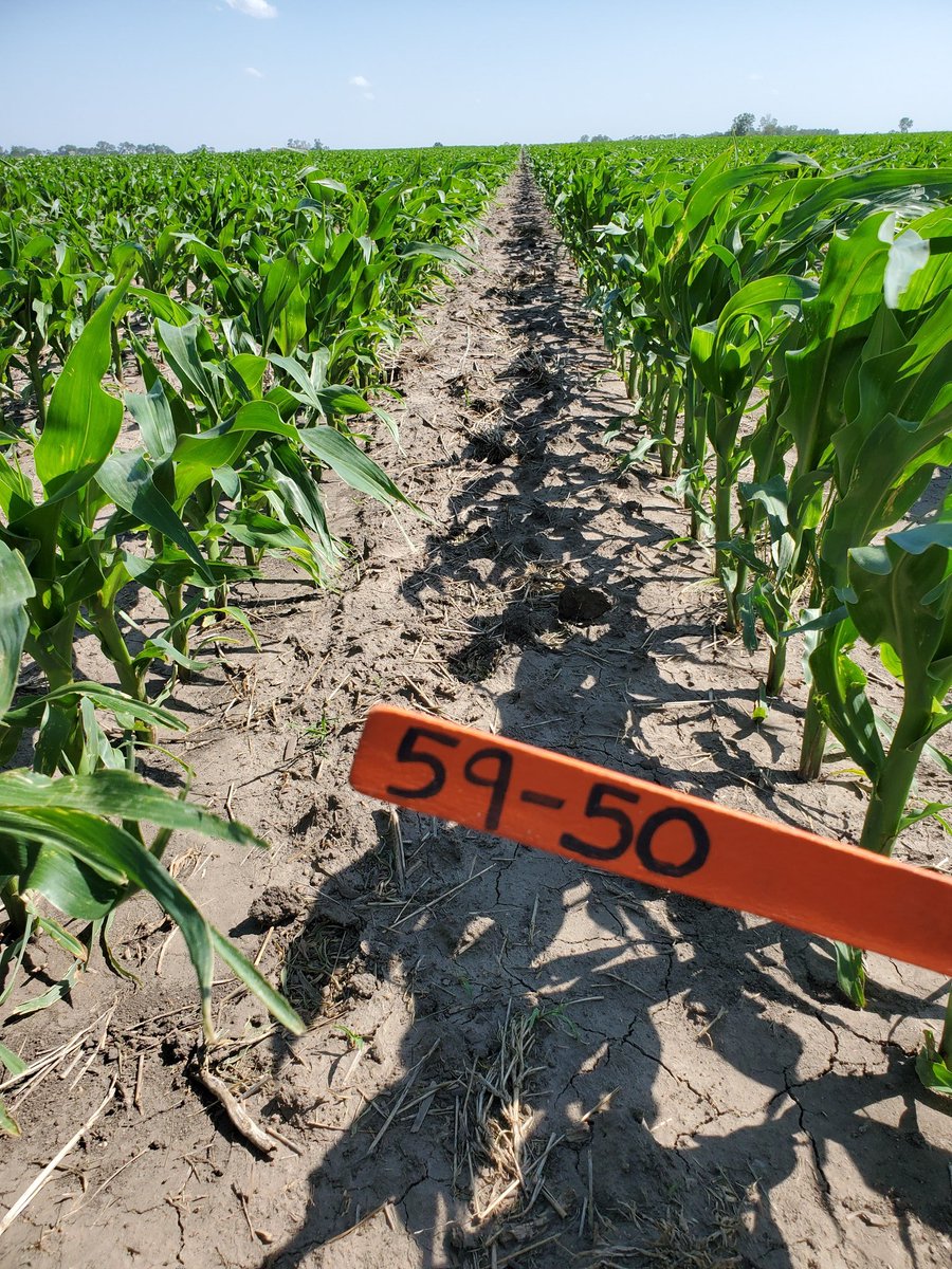 Lindsey Berg tweet media