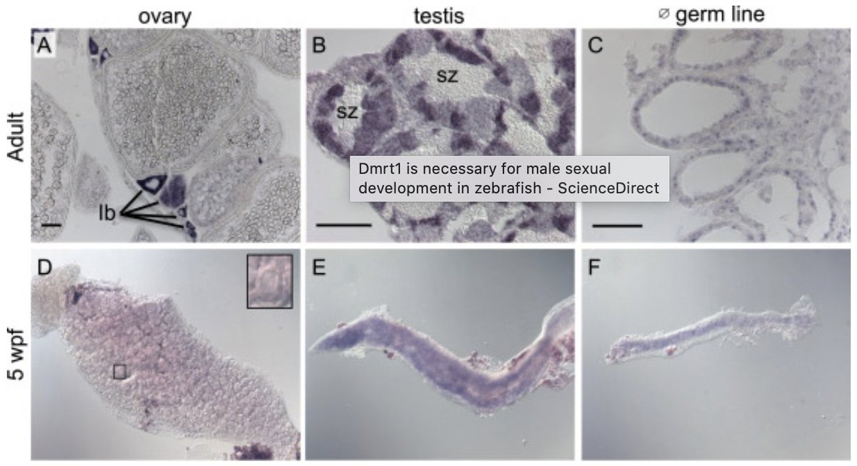 Dev_Bio_Journal's tweet photo. #DBteaser #DBfeatures #DevBio
"Dmrt1 is necessary for male sexual development in zebrafish" by @KaitlynAWebster et al. (2017)
(Paper refd over 80 times & won the runner up spot for DB outstanding paper that year!) https://t.co/lO4vJYjA07…)
Read more -> https://t.co/U3OIqI2bom https://t.co/slTjnAX8QD