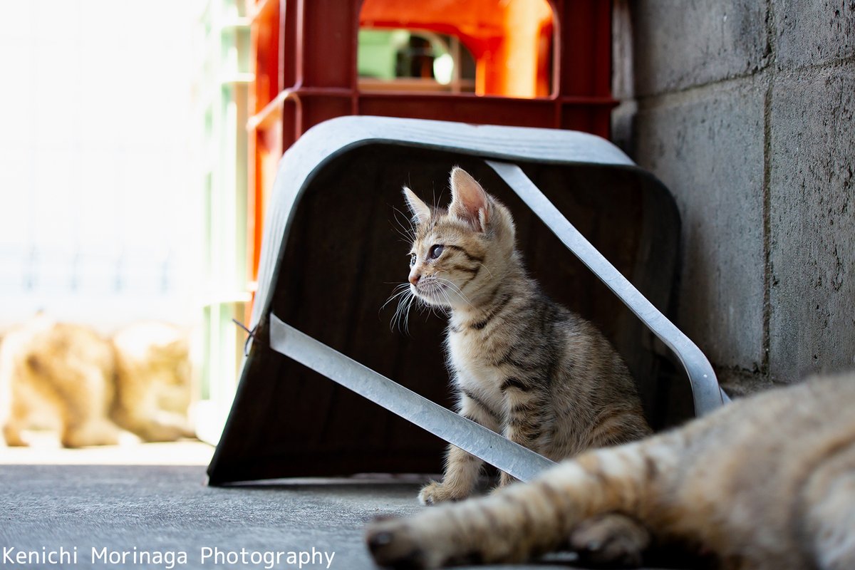 猫写真家 森永健一 Morikencatphoto 2冊目のネコ写真集出版目指してます 大きくなあれ 視線 かわいい Nekoくらぶ ネコ ねこ 森永健一 猫写真 東京カメラ部 ねこがすき展 ネコ写真 Catsontwitter もふもふ にゃんこ 猫写真家 森永健一 Morikencatphoto 2冊目のネコ写真集出版目指してます 大きくなあれ 視線 かわいい Nekoくらぶ ネコ ねこ 森永健一 猫写真 東京カメラ部 ねこがすき展 ネコ写真 Catsontwitter もふもふ にゃんこ