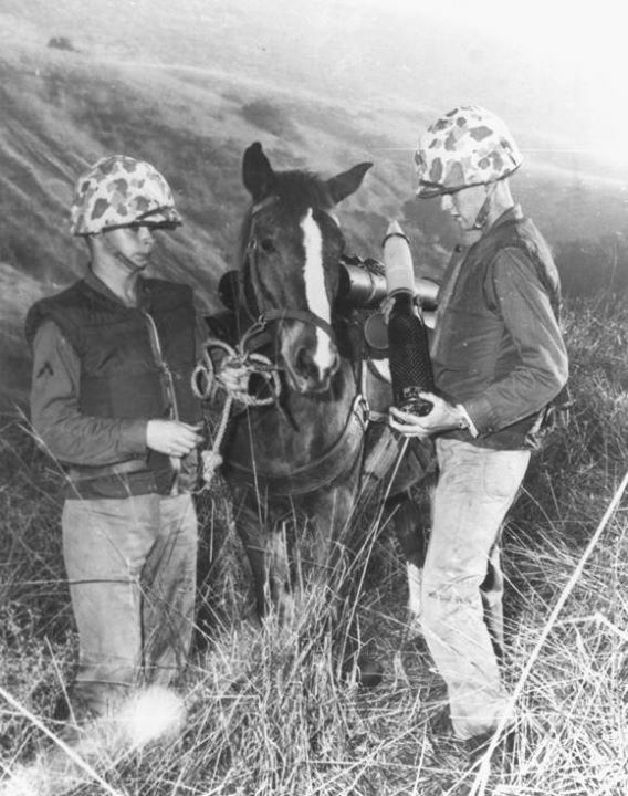 WarHistoryOL's tweet image. Sergeant Reckless delivered ammo to the recoilless rifle platoon’s firing sites. She would be led a few times and then could make the trip to and from the ammo dump by herself. During just one battle, she made 51 trips under enemy fire, most of them by herself, carrying a to…