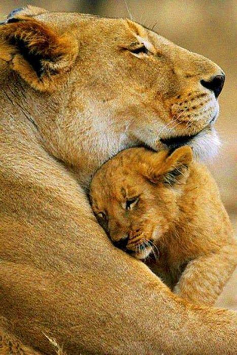 insaurraldeh's tweet photo. @IsabelPerez1232 @MakenaSiara @SSscoop475 @WALLI27 @vinaymishra1961 @BrianaAnka @Cathhewat123 @THE_LGND_ @KedmaHelena1 @Silau25 @GTX3O @Angel_Stockler @Germn_jj @BrianyChariz @DrNikolova_Rumi @LekoZanona @tiaremarz @MiDulcePasion__ @Elrecargado1 @Bella_Ely_ @wolfstall @cBuKZFhRjAGRfUE @DannaKatya @Debora_L77 @hr130130 @km_dlive @Mellyssa57 @AlexhaAgnes @LuisMiguelClav1 @JennyDazz66 @Starla_Eileen @Cassandra_Jully @bovb51 @Seaclare115 @otrogoga60 @josepaulinosan @JuanSGE @tripletsfan19 @MariaLuisa1968_ @ejlazar @RosaNegra_08 @edjlazar @zapp12347 @StudioIra @isamuuran1316 @Fer_M66 @EByzio #LGND #HOMEL3ND #KENN3N #GoodNightTwitterWorld
#HappyNightFriends ๐ซโญ
@IsabelPerez1232
@THE_LGND_๐๐
@insaurraldeh ๐น https://t.co/zjfl5gpUTL
