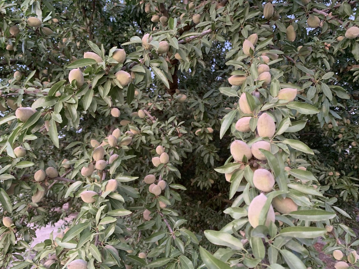 CalAgToday's tweet photo. The massive 2020 Almond crop is progressing beautifully. Close to 3 billion pounds to feed the world with portable protein! @almondboard @AusAlmonds @almondgirljenny @JoeDelBosque @almondalliance @FarmerAlmond https://t.co/VI3pw5pxLS