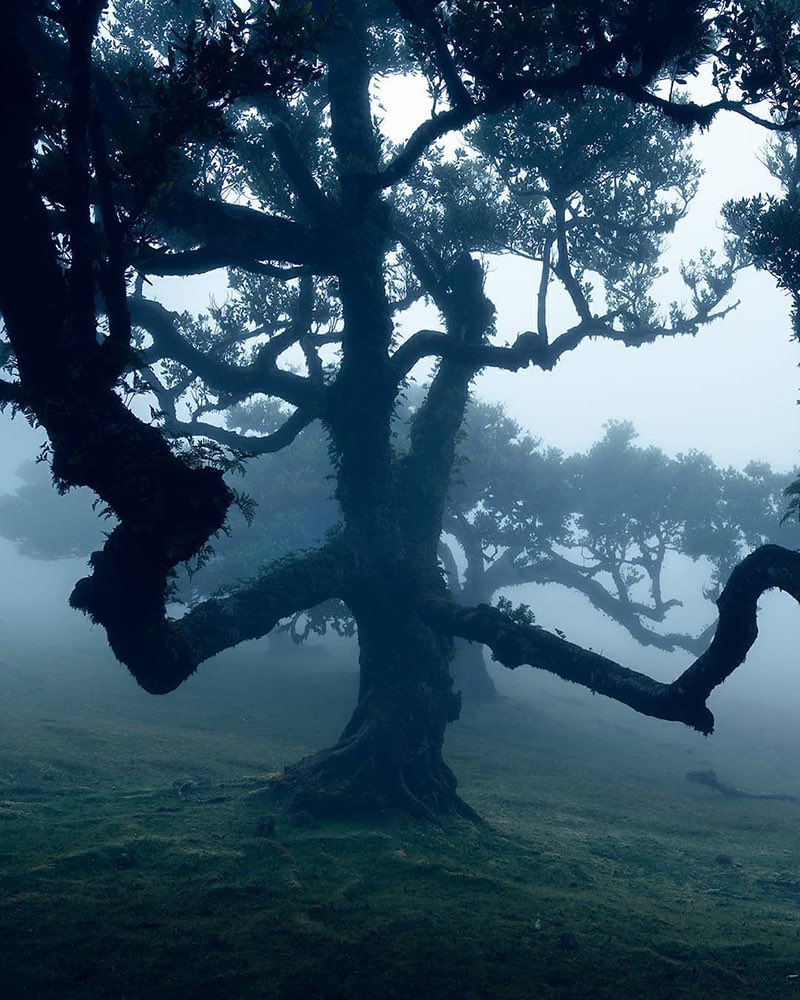 tracethetrail's tweet photo. Laurel Tree | Posto Florestal Fanal | Madeira Island, Portugal
Photo Credit: Christian Scheiffele | IG: holysh0t
Photo Coordinates: Near 32.8116319,-17.1447555
Getting There: https://t.co/LNTvYOyj2p
#laureltree #forest #fog #madeira #earth #photography #nature #tracethetrail https://t.co/BevghOey2U