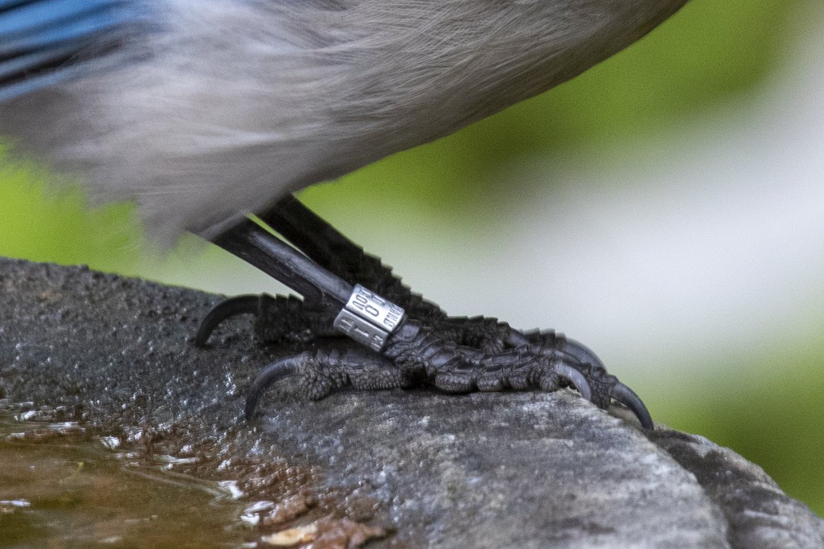 I've been seeing this bird since 2016 and wondered about its story. To get access to that info, I needed to read the number on the band. No small task but take enough photos and... (2/6)