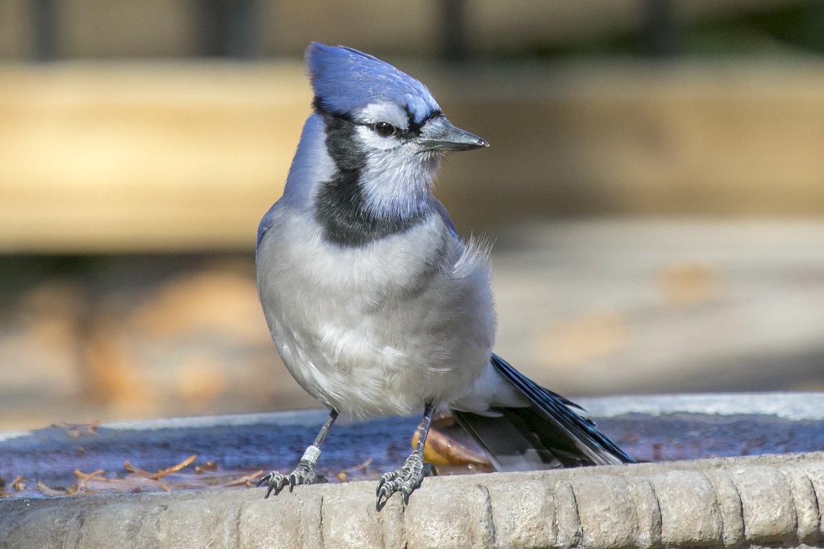 Success! After MANY photos, and much help from  @jaredclarkeNDP, we pieced together the leg band number on this blue jay (1/6) (Oct 2017). There's a story, so read on!