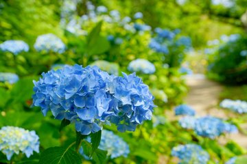 しばた紫陽花 あじさい まつり21 船岡城址公園 見頃と駐車場は ライトアップについても 宮城 子連れおでかけログ