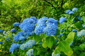 しばた紫陽花 あじさい まつり21 船岡城址公園 見頃と駐車場は ライトアップについても 宮城 子連れおでかけログ