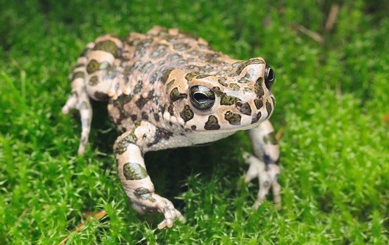 ema skye: european green toad