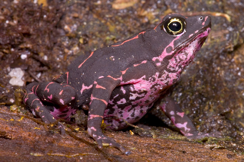 maya fey: pebas stubfoot toad (barbotini)