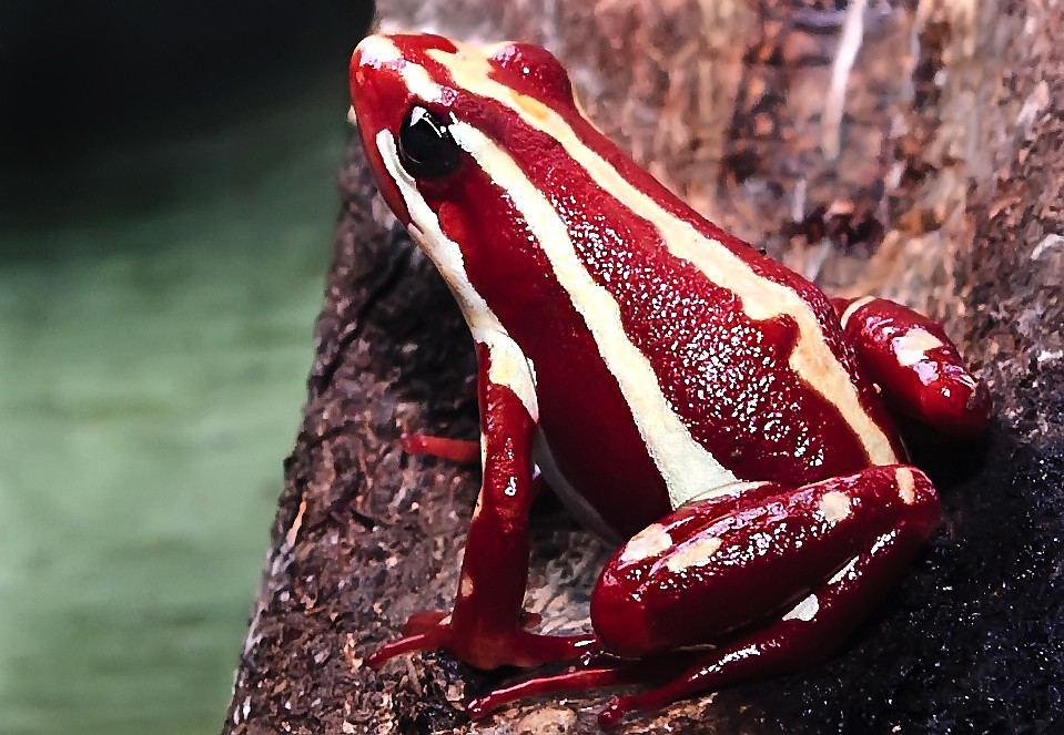 miles edgeworth: phantasmal poison frog