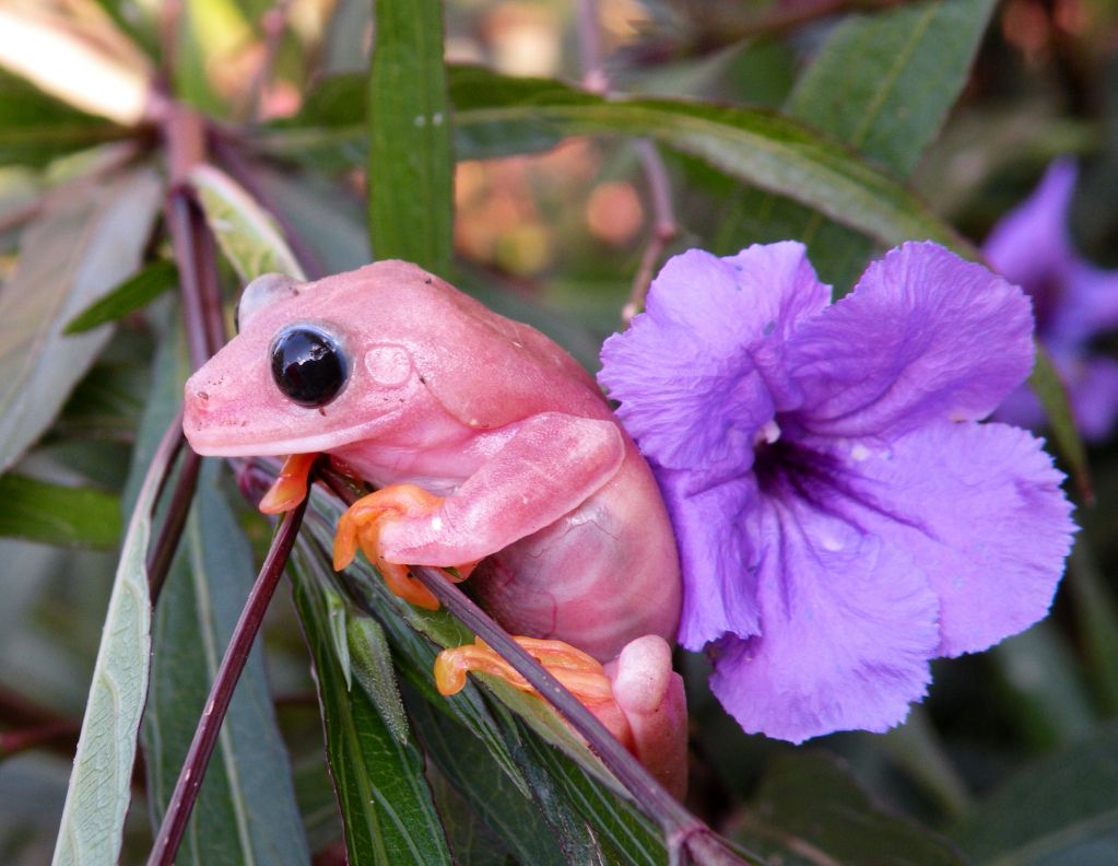 pearl fey: red-eyed treefrog (pink morph)