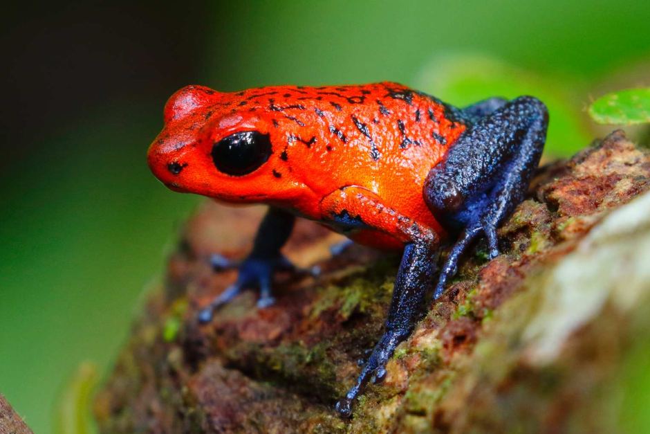 apollo justice: strawberry poison dart frog