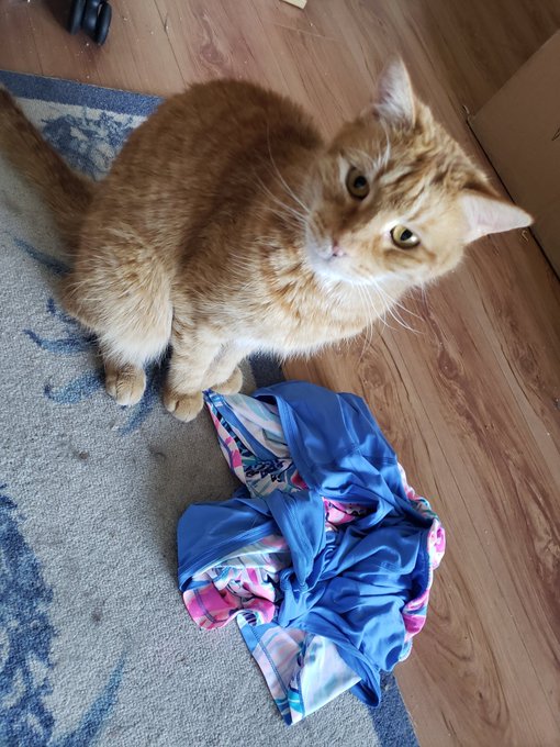 I just had to break up 3 of my cats from fighting over who gets to lay on my sweaty tennis skort 😅 https://t<a href="/tag/iphone"class="tags"><span>#iphone</span></a>