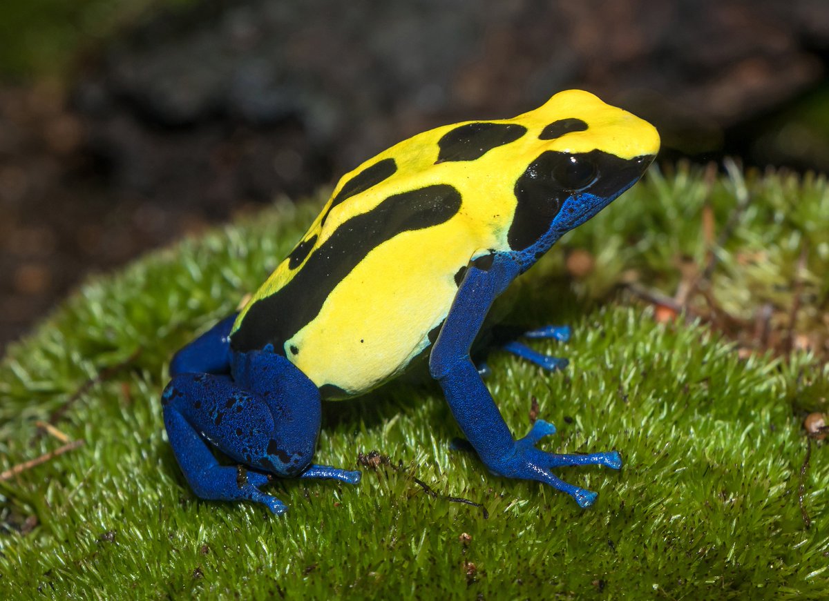 athena cykes: dyeing poison dart frog (tinctorius)
