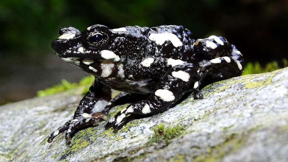 simon blackquill: starry night toad