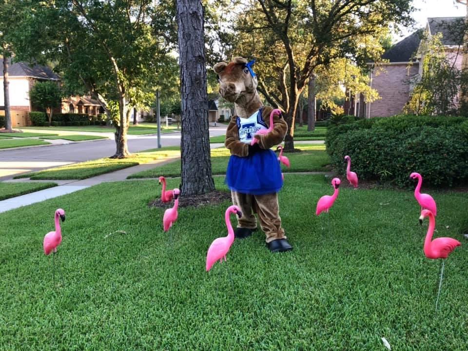 2021projectgrad's tweet photo. Sally the Mustang wants you to order a flock for that special occasion. 20 birds for $40. Contact Chris Och at ochno@comcast.net   713-344-3242 Proceeds help fund THS 2021 Project Graduation. https://t.co/rsk5HhQHu1