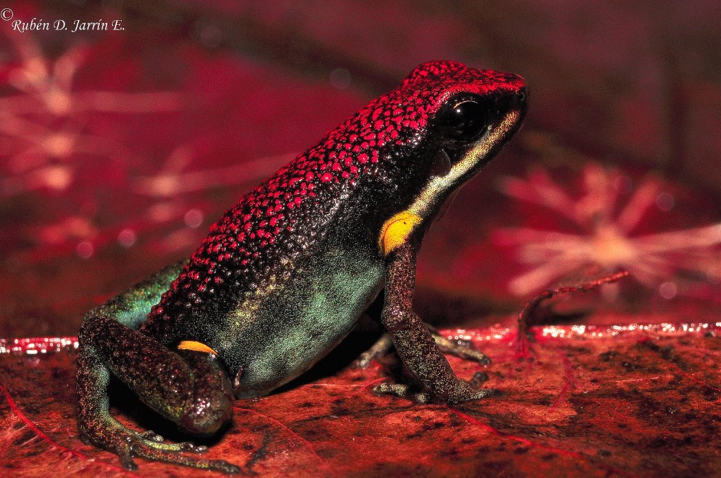 kay faraday: ecuador poison frog