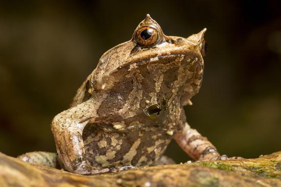 shi-long lang: palawan horned frog