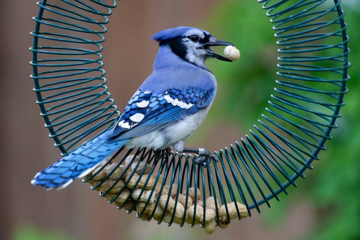 Birds connect us. I will be keeping the peanut feeder full and watching this blue beauty, hopefully for many years to come. (6/6)