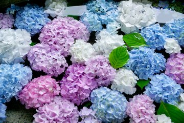 しばた紫陽花 あじさい まつり21 船岡城址公園 見頃と駐車場は ライトアップについても 宮城 子連れおでかけログ