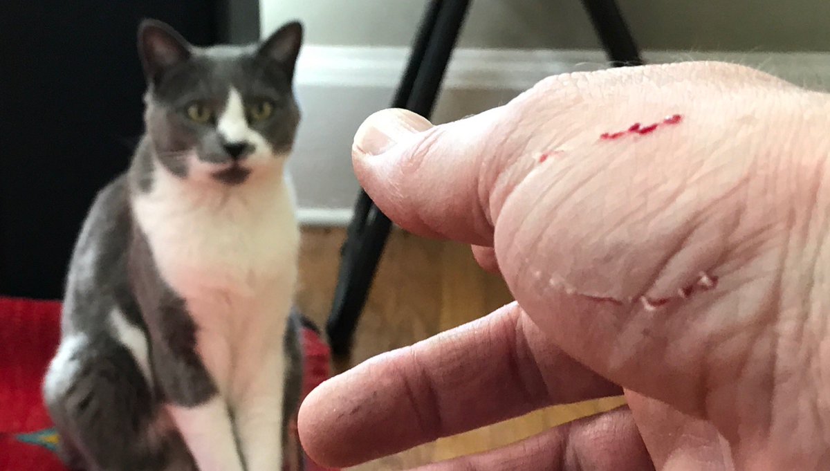 FilteredCat's tweet image. Once, Jolene reached out to touch someone, and that someone was me. #CatsOnTwitter #cats #MondayFunday #CatsOfTheQuarantine #CatsOfTwitter #meowfeature #yourcatphoto #fluffyfursday