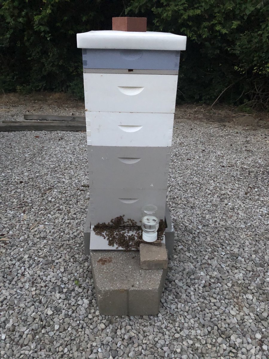 HorstmannBros's tweet photo. ⁦@HawleyMO⁩ ⁦@RoyBlunt⁩ ⁦@DHS_Wolf⁩ ⁦@realDonaldTrump⁩ Just Hanging out on the front porch after a Hard days work! Lots of workers = Healthy Hive I wish we had all of our #H2B workers..? Release the Visas! https://t.co/1wqT563nCx