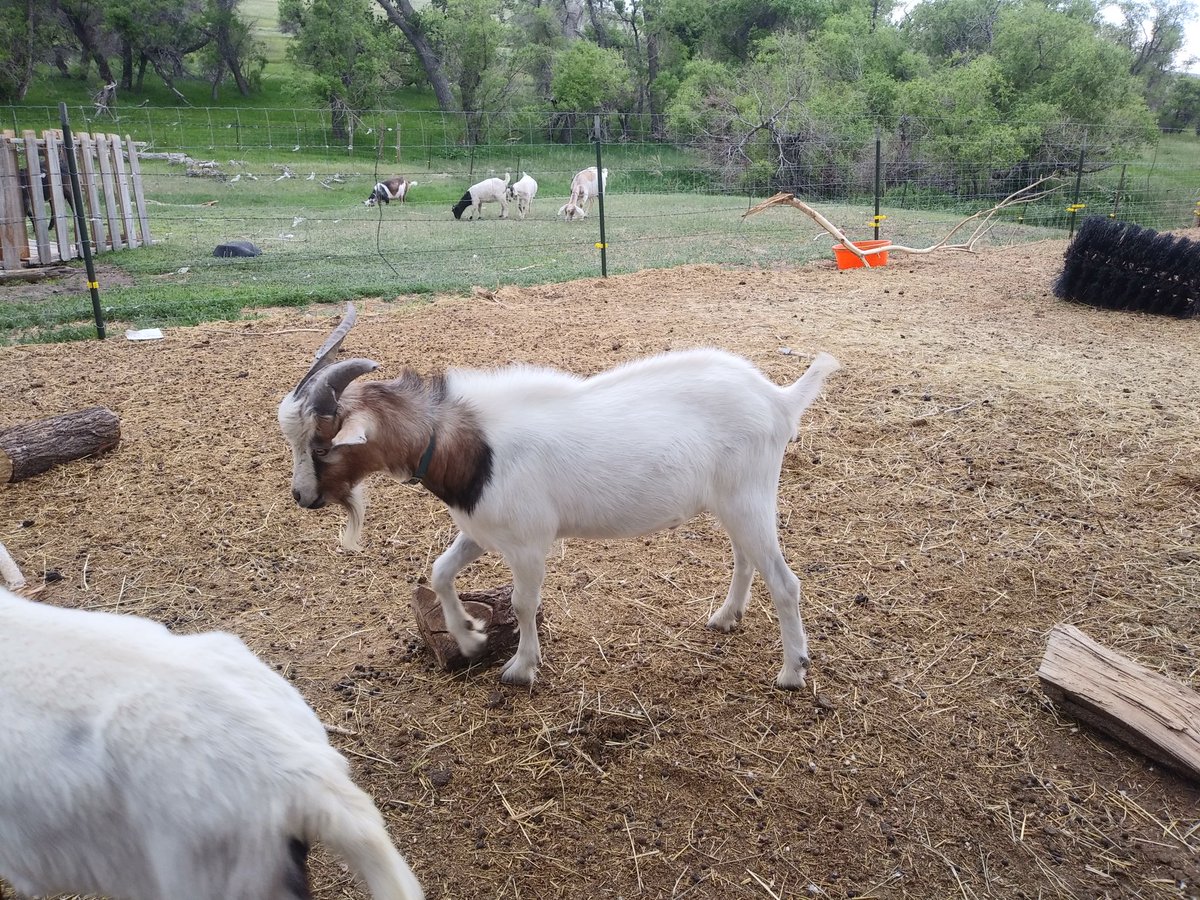 IronVeilHS's tweet photo. Been a busy week, but here are some pics of my big boys! 2/2

#homestead #goat #kikogoat https://t.co/WbwKh2vxpM https://t.co/mqcikX7Wrc