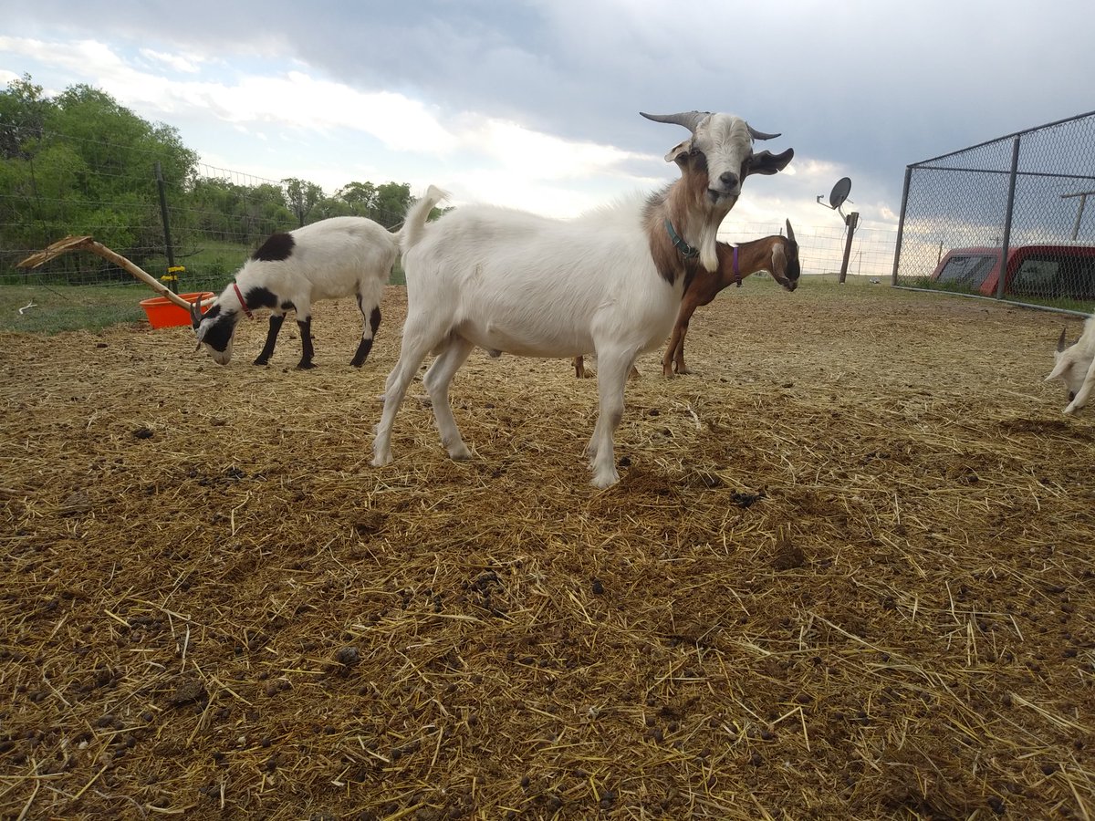 IronVeilHS's tweet photo. Been a busy week, but here are some pics of my big boys! 2/2

#homestead #goat #kikogoat https://t.co/WbwKh2vxpM https://t.co/mqcikX7Wrc