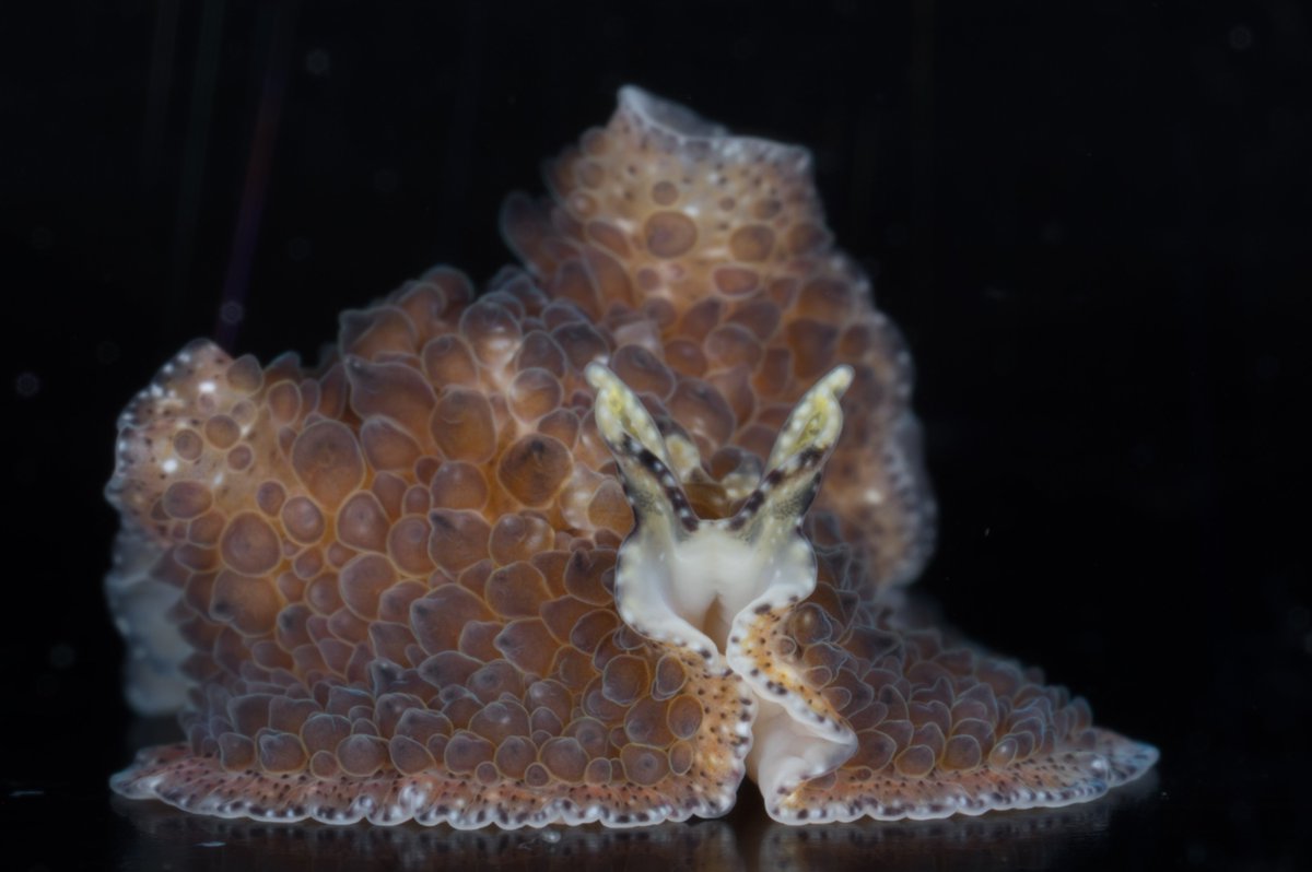 Many papillated marine flatworms have been assigned to the species Thysanozoon brocchii throughout the years due to their brown colouration. Thanks to molecular data now we know the Australian one is a different species! #AllGeneticsSpeciesChallenge thanks <a href="/cefafalopodo/">Fernando Á. Fernández-Álvarez</a> :)