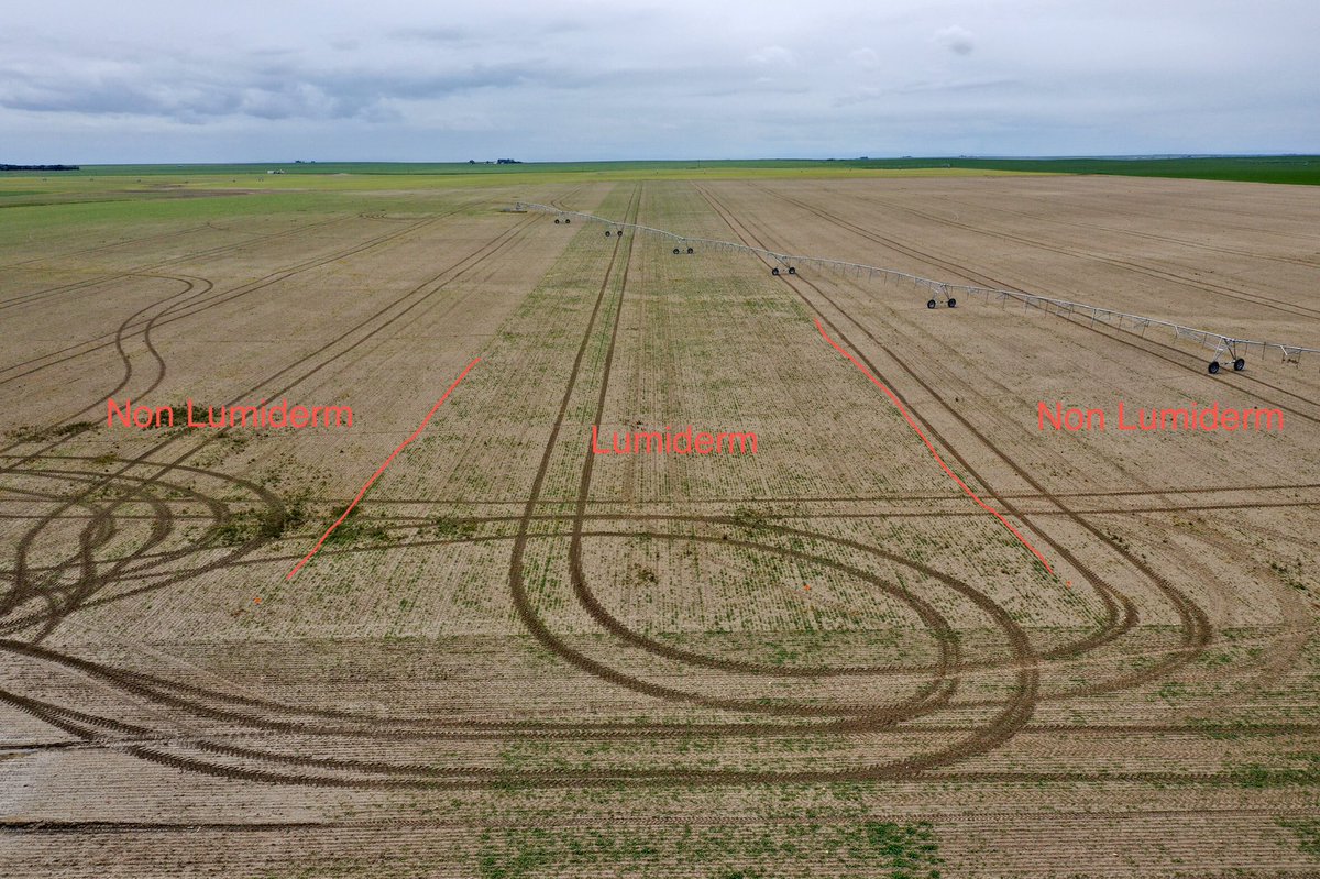 Adrian_Moens's tweet photo. #Lumiderm treated seed verses non Lumiderm. Heavy flea beetles pressure. Sprayed June 2 https://t.co/jzf8EMNyHB