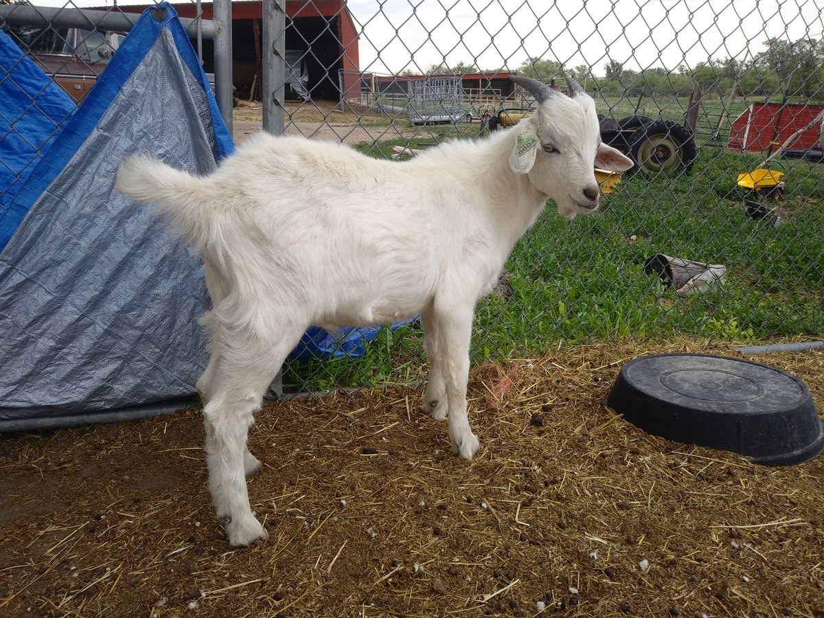 IronVeilHS's tweet photo. Been a busy week, but here are some pics of my big boys! 2/2

#homestead #goat #kikogoat https://t.co/WbwKh2vxpM https://t.co/mqcikX7Wrc