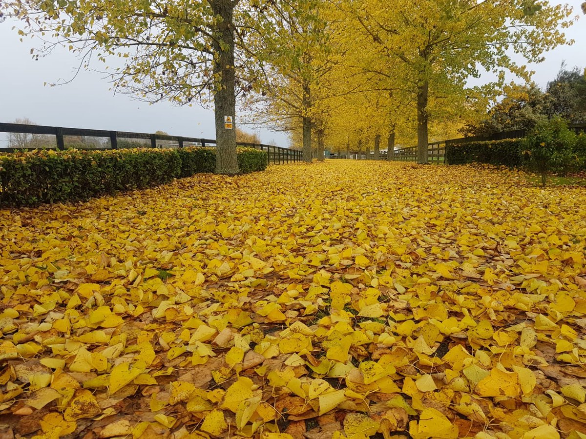 The golden road leading into where our horses spell, break & pre train. #gold #autumn #leaves #conistonlodge @kyliebridget