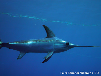 Smithveramera's tweet photo. Conocido por su hocico aplanado, el #pezespada (Xiphias gladius), es muy demandado en los puertos pesqueros. Lo más preocupante es la captura en sus etapas juveniles🎣que impide su reproducción, provocando que su población disminuya📉, haciéndolo vulnerable a #extinguirse⚠️. https://t.co/X2wtLfmZiq