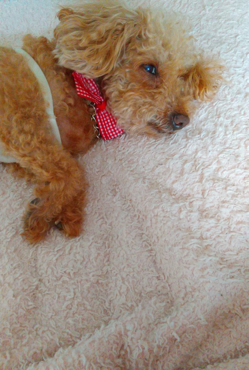 いちご ミーのママ いちごもダルダル 梅雨だから仕方ないとは言え やっぱりこの時期はダルイなぁ 毎年思うけど 梅雨って人間もわんこ達もへばってしまうから本当嫌い ๐ ๐ ﾔﾚﾔﾚ トイプードル 雨でダルダル 梅雨は嫌い