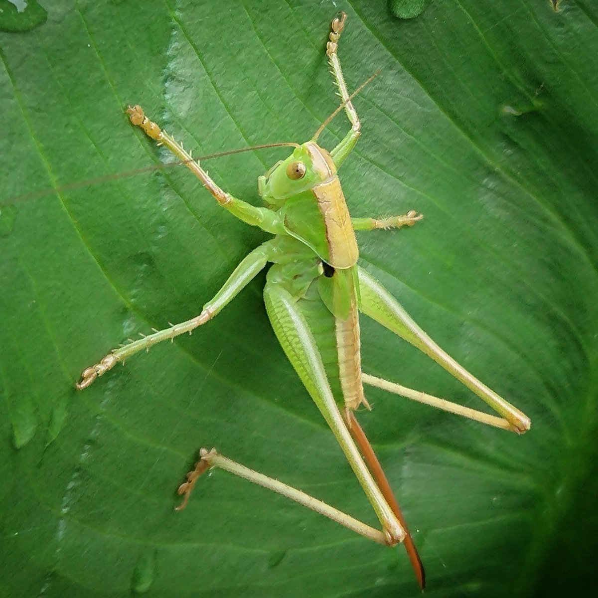 飛蝗 飛蝗