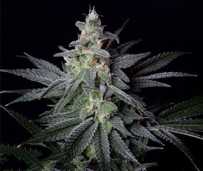 Happy Birthday Jack Herer 