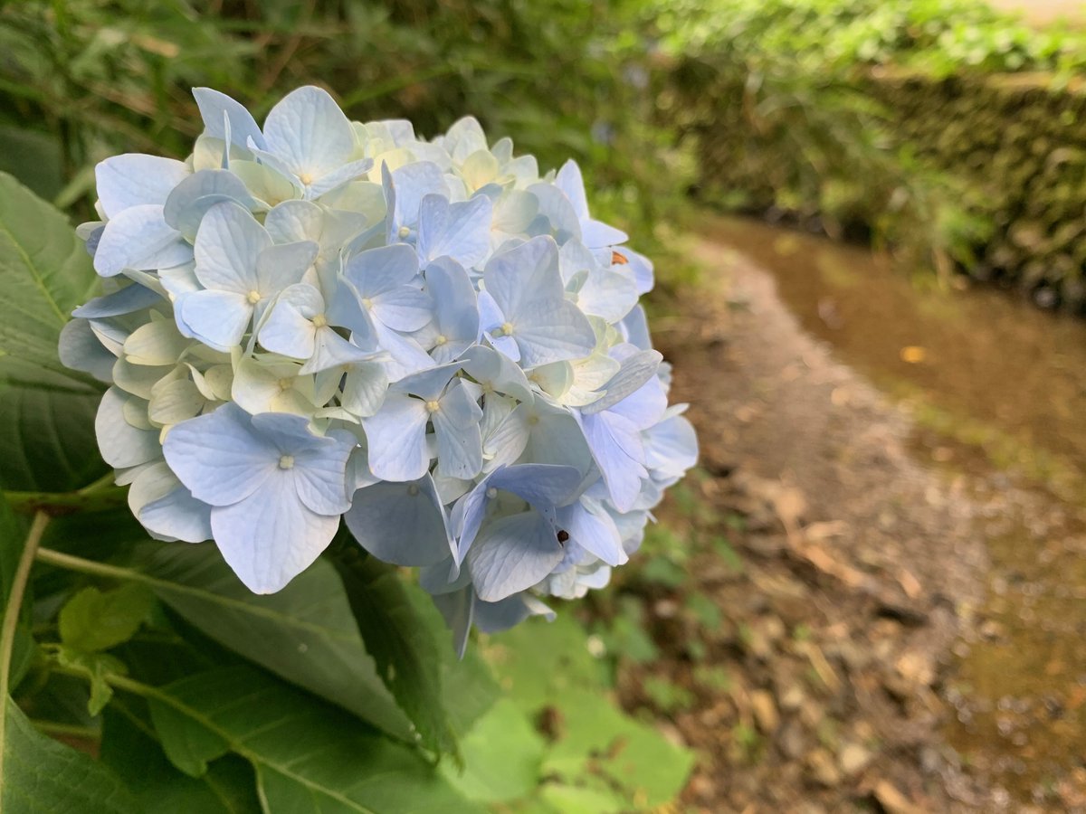 高尾山ケーブルカー 公式 稲荷山コース ６号路入口では紫陽花が見ごろを迎えています 撮影時は少し曇っていましたが きれいに写真に収めることができました 梅雨時は気持ちも沈みがちですが 色鮮やかな紫陽花を見ると心も和みますね 高