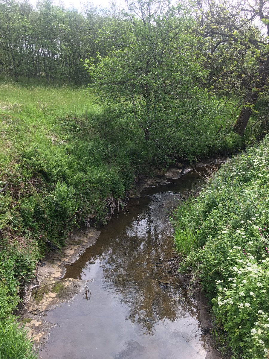 WillieYeomans's tweet photo. So, yesterday’s socially-distanced @ClydeRF fieldwork was the first of two trips to the currently non-clattering Clattering Burn. First visit to some of the sites since 2005 #CorporateMemory. Abandoned sand filters and #amphibian skeleton too! #hips https://t.co/4HfDfK1F6M