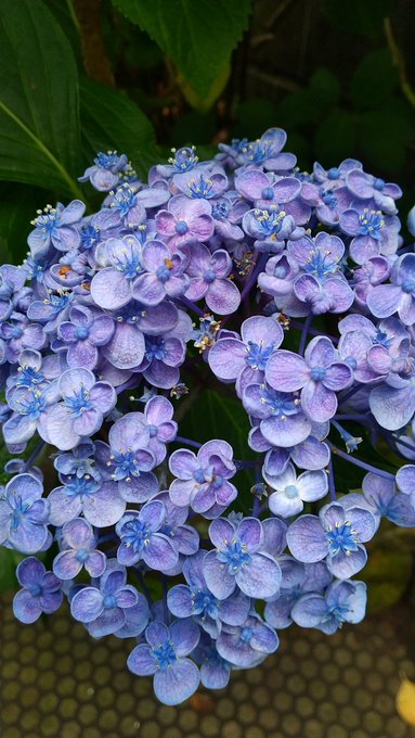 長谷寺のあじさいの21年の見頃や開花状況 予約や紫陽花観賞券とは そらいろ 日本が魅せる多彩な表情