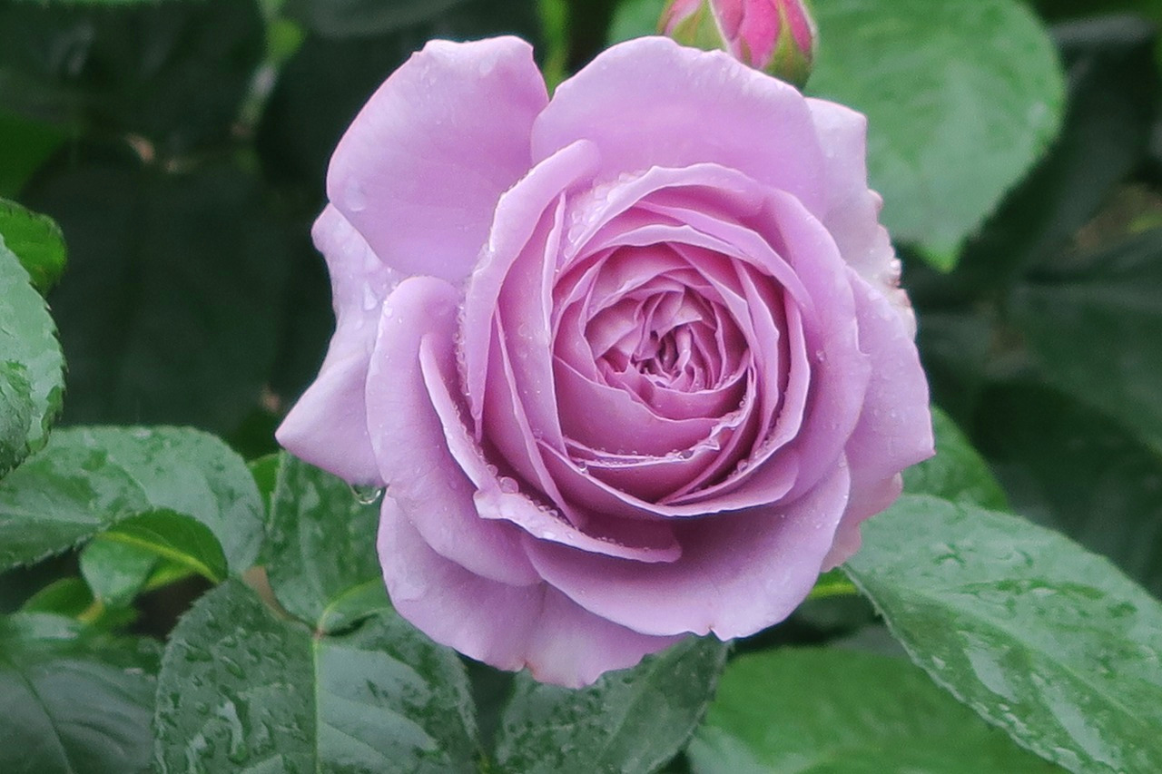 旧古河庭園 旧古河庭園のバラ 102 カインダ ブルー 花名は青バラの花色と Kind Of Blue なんとなく もの憂い気分 をかけています 深いカップ咲きから優雅なロゼット咲きへと変化します 昨年人気投票9位 こちらも咲いていなくてごめんなさい