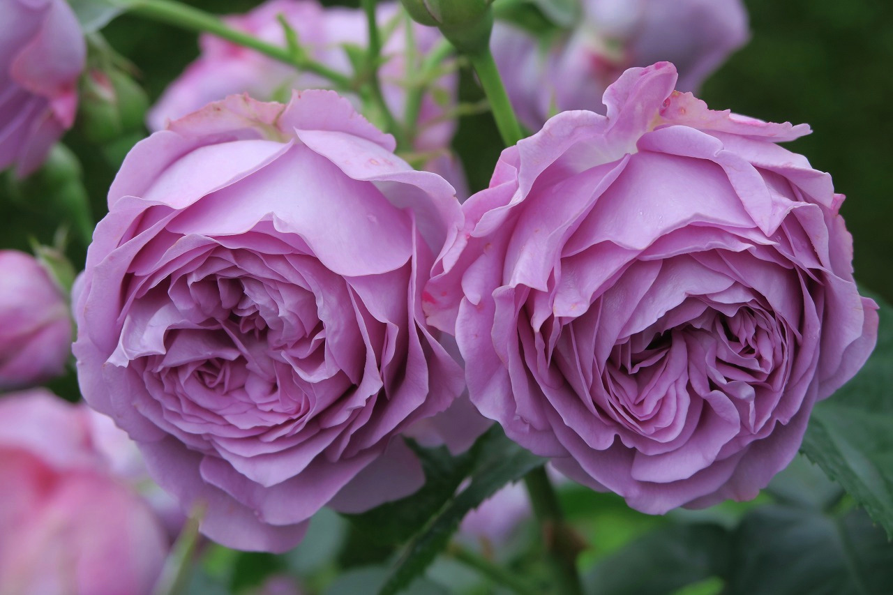 旧古河庭園 旧古河庭園のバラ 102 カインダ ブルー 花名は青バラの花色と Kind Of Blue なんとなく もの憂い気分 をかけています 深いカップ咲きから優雅なロゼット咲きへと変化します 昨年人気投票9位 こちらも咲いていなくてごめんなさい