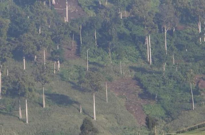 ElgonGoingGreen's tweet photo. All along, we have been advocating for the home and farm-based planting of trees and review of the PELIS in regards to the Shamba System and creating awareness of the people on the need to conserve and nurture trees but politics &amp; ignorance surged in. @Environment_Ke #SaveMtElgon https://t.co/vGCpwKy2NR