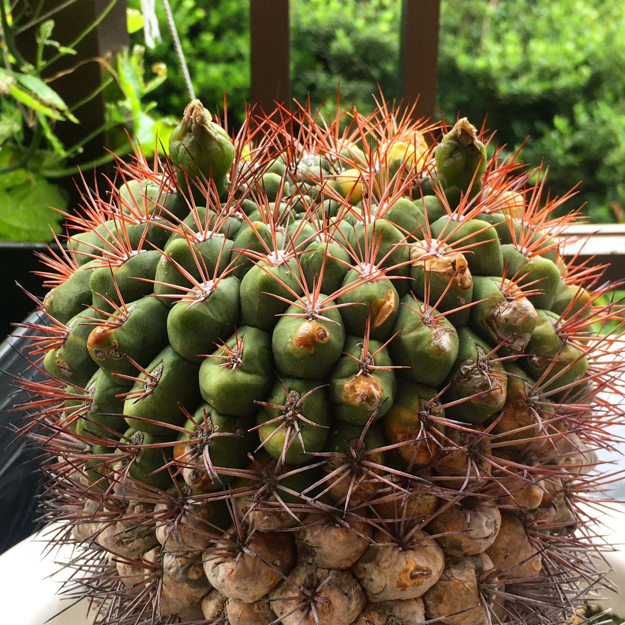 六車 奈々 後藤さんのサボテン 花が咲いた後 ツノみたいになってる 後藤浩輝 ジョッキー サボテンの花 つの T Co Pnxrwscyox Twitter